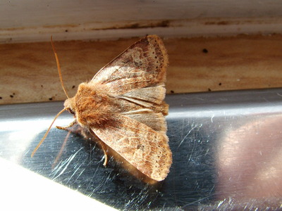 Chestnut